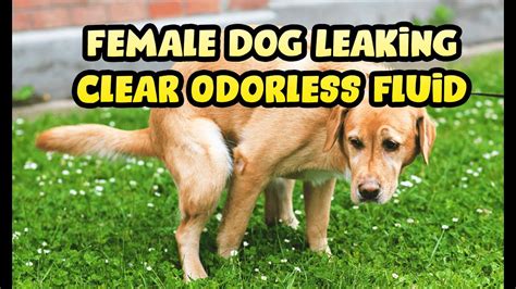 why is my dog leaking fluid|Clear Fluid from Female Dogs: Vaginal Discharge。